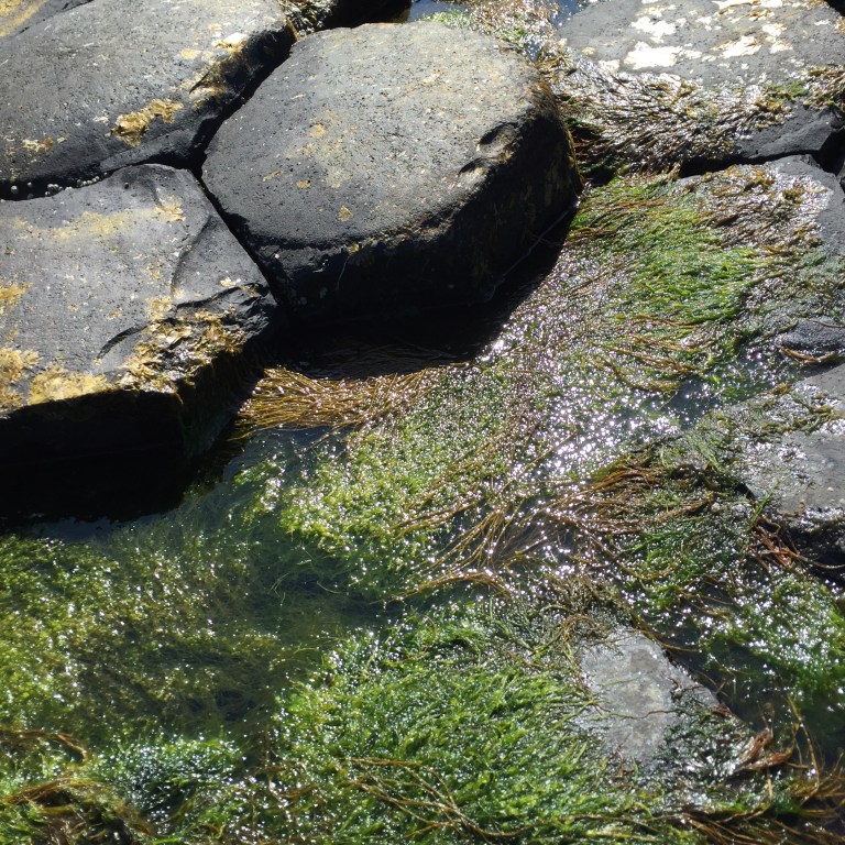 The Giant's Causeway